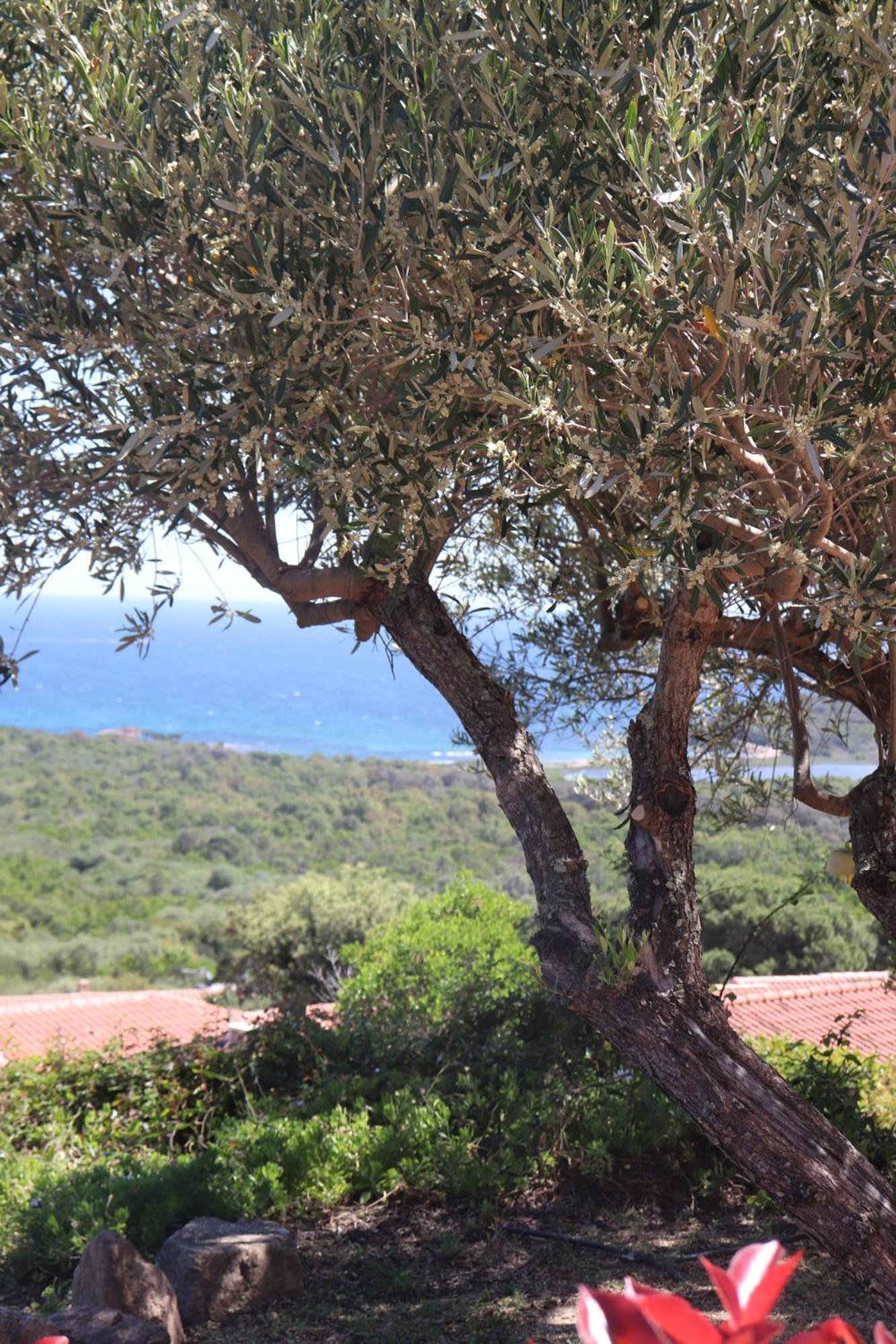 Residence U Pirellu Porto-Vecchio  Buitenkant foto